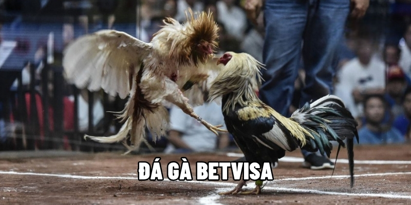 Đá Gà BetVisa – Từ Trường Đấu Huyền Thoại Đến Màn Hình Cược